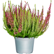 Ljung Calluna Twin 11cm kruka blandade färger i krukan.