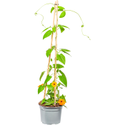 Svartöga 13 cm.