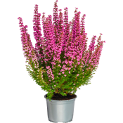 Ljung Erica Beauty Queen Rosa 10,5 cm.