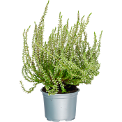 Ljung Calluna vit 10,5 cm.