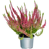 Ljung Calluna röd 10,5 cm.