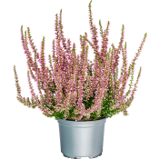 Ljung Calluna Rosa 10,5 cm.