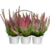 Ljung Calluna Beauty Ladies 6-pack.