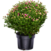 Bollkrysantemum 17cm kruka varierande färger.