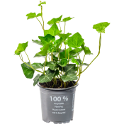 Murgröna Utomhus 11cm kruka 15cm långa rankor.