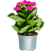 Kalanchoe 10,5cm cerise.