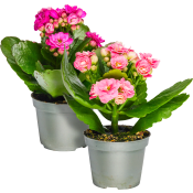 Kalanchoe mini dubbelblommande 6cm kruka Höjd 12cm varierande färger.