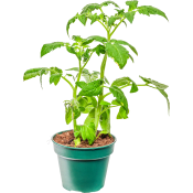Tomatplanta varierande sorter och färger 12cm kruka Höjd 25cm.