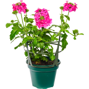 Hängverbena 12cm kruka Höjd 25cm varierande färger.