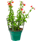 Nemesia tvåfärgade 12cm kruka varierande färger.