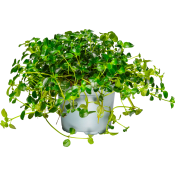 Pilea 12cm.