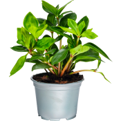 Peperomia 12cm.