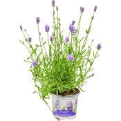 Lavendel ICA 12 cm.