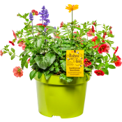 Sommarblommor mix ICA 19cm.