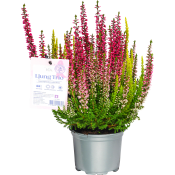 Ljung Calluna Trio Rosa Bandet 11 cm.
