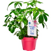 Paraplyaralia 12cm.