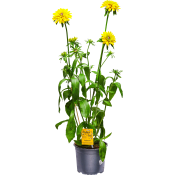 Rudbeckia 17cm ICA Älskas av bin.