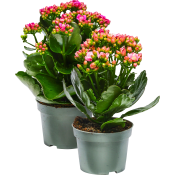 Kalanchoe RB 10,5cm mix.