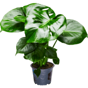 Monstera 14cm.