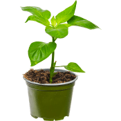 Chiliplanta 11,5 cm.