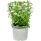 Lobelia vit 12cm.