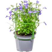 Lobelia blå 12cm.
