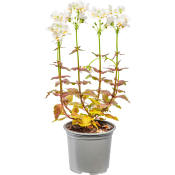 Nemesia 10,5 cm.