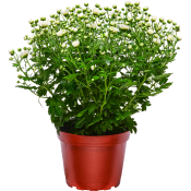 Bollkrysantemum 15cm kruka Höjd 35cm lila.