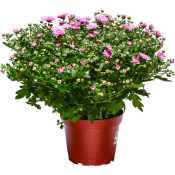 Bollkrysantemum Rosa 15cm.