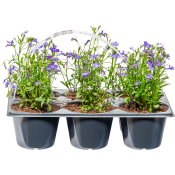 Sommarplant 6-pack.