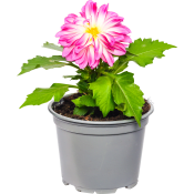 Dahlia 12cm.