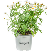 Margerit i kruka 1st vita.