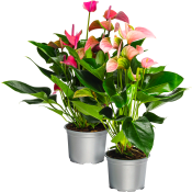 Anthurium 13cm kruka Höjd 40cm varierande färger.