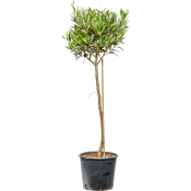 Olivträd på stam 21cm kruka Höjd 100cm.