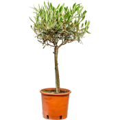 Olivträd på stam 17cm kruka Höjd 60cm.