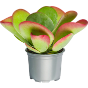 Kalanchoe Thyrsiflora.