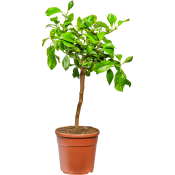 Citronträd 19cm.