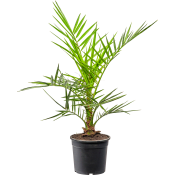 Kanariepalm 17cm.