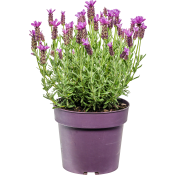 Skärmlavendel 19cm.