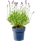 Lavendelperen 15cm.