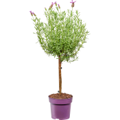 Skärmlav på stam 15cm.