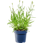 Lavendel vit 15 cm.