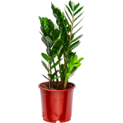 Garderobsblomma 13cm kruka Höjd 40cm.