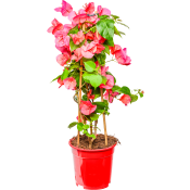 Trillingblomma 17cm.