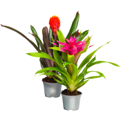 Bromelia 12cm kruka Höjd 45cm varierande färger.