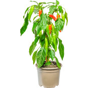 Chiliplanta 14cm.