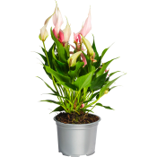 Anthurium lilja 12 cm.
