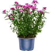 Aster Dubbelblommande stor 15cm kruka.