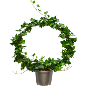 Murgröna på båge 14cm kruka Höjd 50cm.