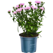 Aster dubbelblommande 11cm kruka Höjd 28cm Rosa.